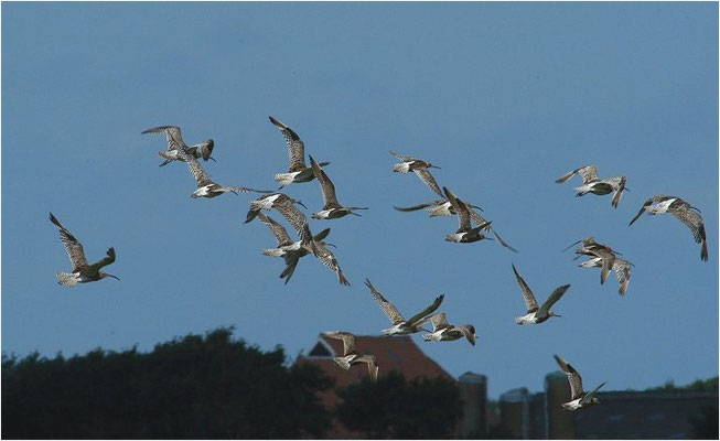 BRACHVOGEL, CURLEW, NUMENIUS ARQUATA