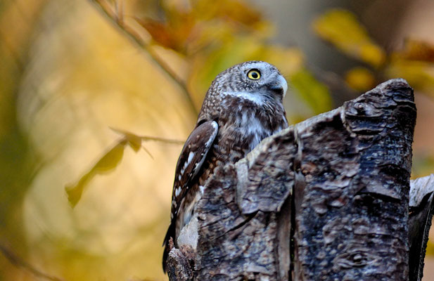 SPERLINGSKAUZ, PYGMY OWL, GLAUCIDIUM PASSERINUM
