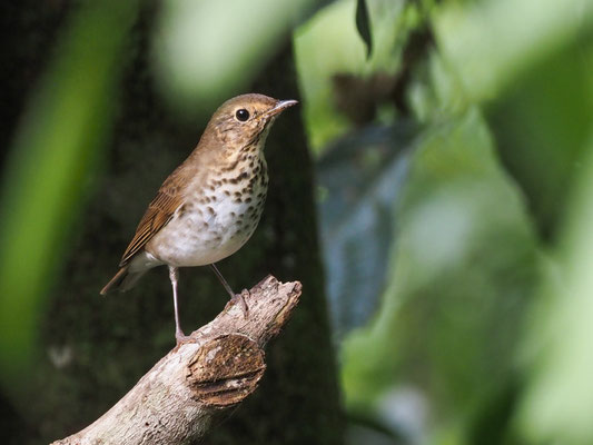 ZWERGDROSSEL, SWAINSON´S THRUSH - CATHARUS USTULATUS