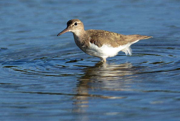 DROSSELUFERLÄUFER, SPOTTED SANDPIPER, ACTITIS MACULARIUS