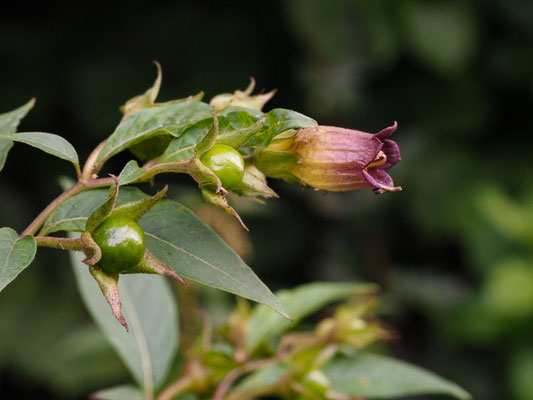 Tollkirsche (Atropa belladonna)