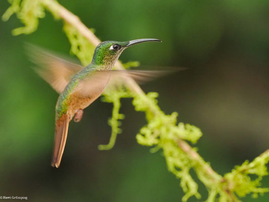 BRAUNBAUCH-BRILLANTKOLIBRI, FAWN-BREASTED BRILLANT - HELIODOXA RUBINOIDES