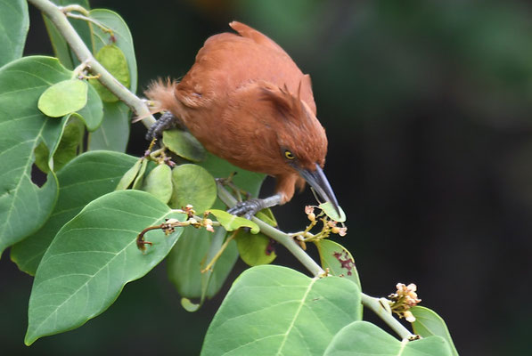 Brauncacholote, Caatinga cacholote, Pseudoseisura cristata