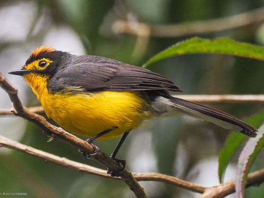BRILLENWALDSÄNGER, SPECTACLED WHITESTART - MYIOBORUS  MELANOCEPHALUS