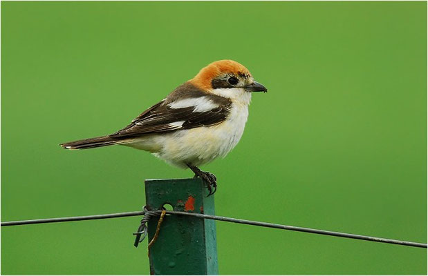 ROTKOPFWÜRGER, WOODCHAT SHRIKE, LANIUS SENATOR