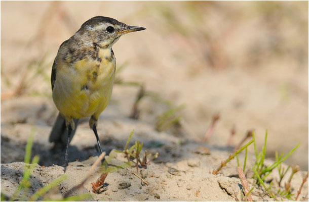 GEBIRGSSTELZE, GREY WAGTAIL, MOTACILLA CINEREA