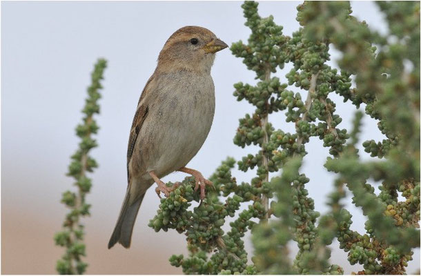 WEIDENSPERLING, SPANISH SPARROW, PASSER HISPANIOLENSIS
