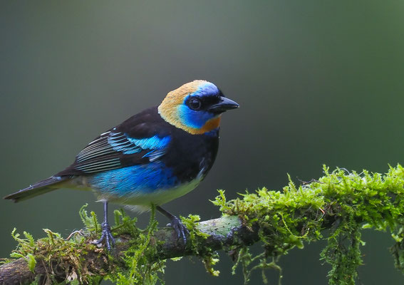PUPURMASKENTANGARE, GOLDEN-HOODED TANAGER, TANGARA LARVATA