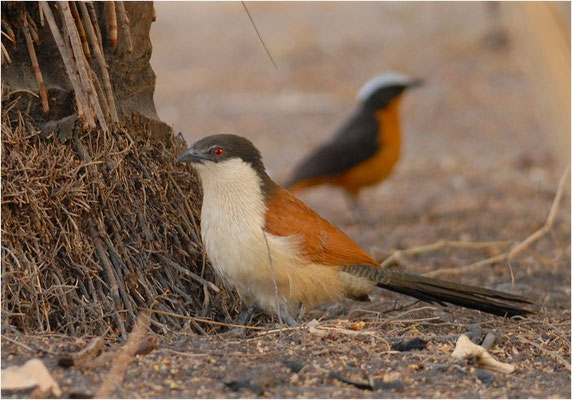 SPORENKUCKUCK, SENEGAL COUCAL, CENTROPUS SENEGALENSIS