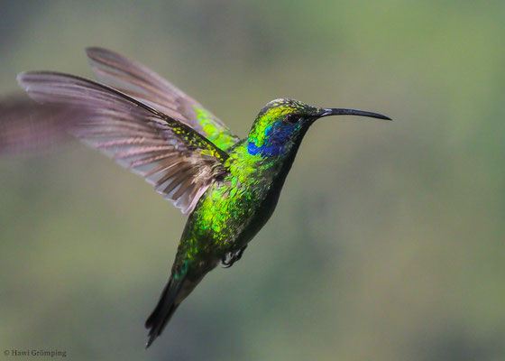 KLEINER VEILCHENOHRKOLIBRI, GREEN VIOLET-EAR, COLIBRI THALASSINUS