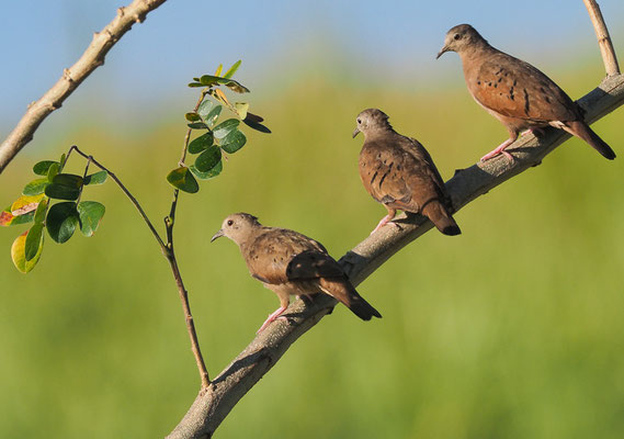 ROSTTÄUBCHEN, RUDDY GROUND DOVE, COLUMBINA TALPACOTI