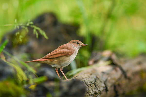 Nachtigall, nightingale, luscinia megarhynchos