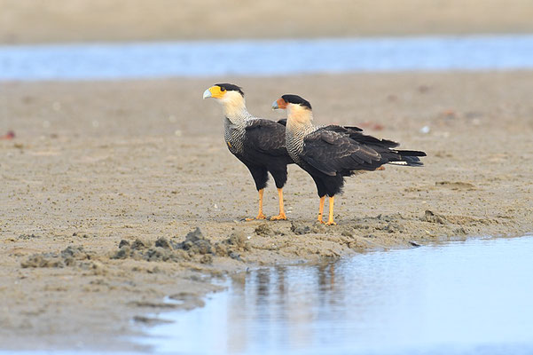 SCHOPFKARAKARA, SOUTHERN CARACARA, CARACARA PLANCUS
