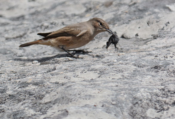 ROSTSCHWANZ, FAMILIAR CHAT, CERCOMELA FAMILIARIS