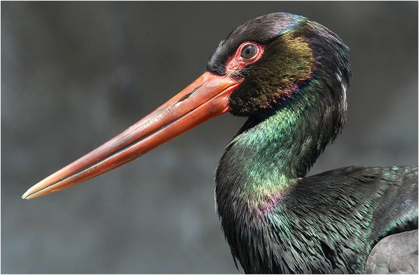 SCHWARZSTORCH, BLACK STORK, CICONIA NIGRA