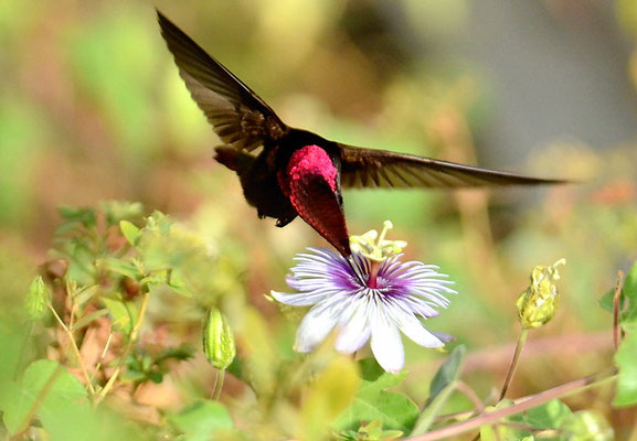 TOPASRUBINKOLIBRI, RUBY-TOPAZ HUMMINGBIRD, CHRYSOLAMPIS MOSQUITUS - CURACAO