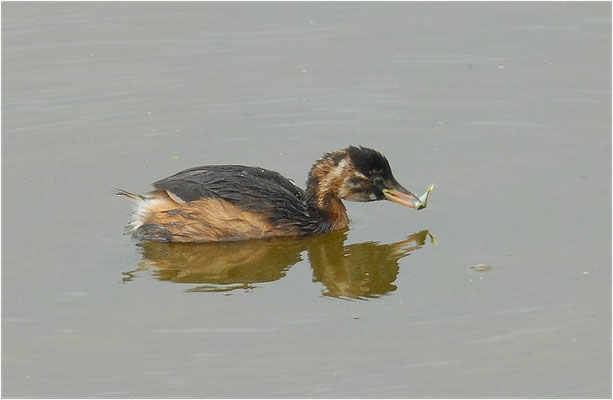 ZWERGTAUCHER, LITTLE GREBE, TACHYBAPTUS RUFICOLLIS