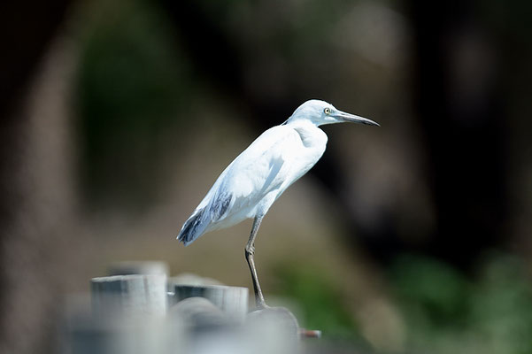 BLAUREIHER, LITTLE BLUE HERON, EGRETTA CAERULEA