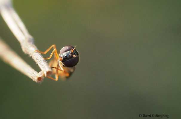 GLÄNZENDE SCHWARZKOPFSCHWEBFLIEGE, MELANOSTOMA MELLINUM