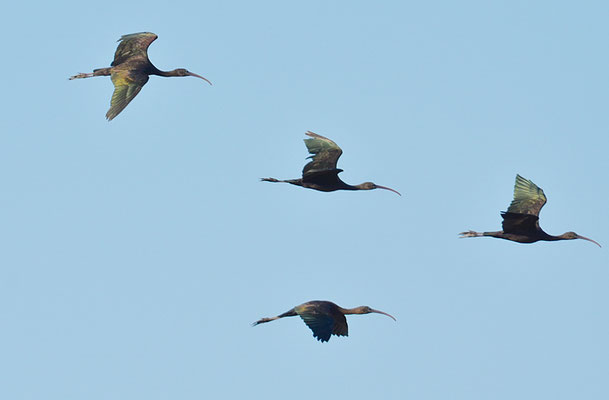 BRAUNER SICHLER, GLOSSY IBIS, PLEGADIS FALCINELLUS