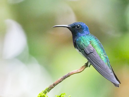 WEISSNACKENKOLIBRI, WHITE-NECKED JACOBIN - FLORISUGA MELLIVORA