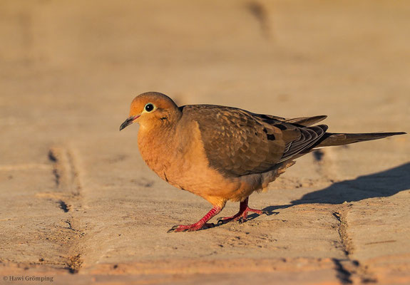 ZENAIDATAUBE, ZENAIDA DOVE, ZENAIDA AURITA
