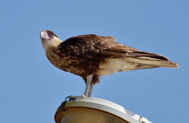 KARIBIKKARAKARA, CRESTED CARACARA, CARACARA CHERIWAY