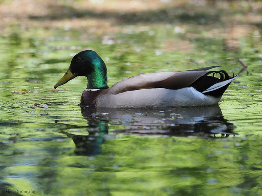 STOCKENTE, MALLARD, ANAS PLATYRHYNCHOS