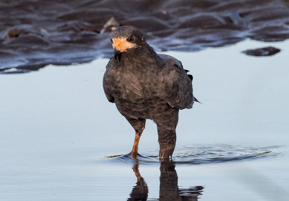 MANGROVENBUSSARD, MANGROVE BLACK-HAWK, BUTEOGALLUS SUBTILIS