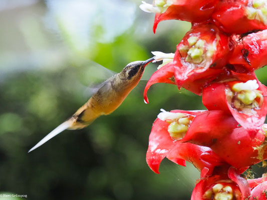ORANGEBAUCH-SCHATTENKOLIBRI, TAWNY-BELLIED HERMIT,  - PHAETORNIS SYRMATOPHORUS