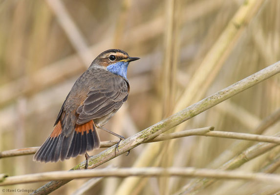 BLAUKEHLCHEN, BLUETHROAT, LUSCINIA SVECICA