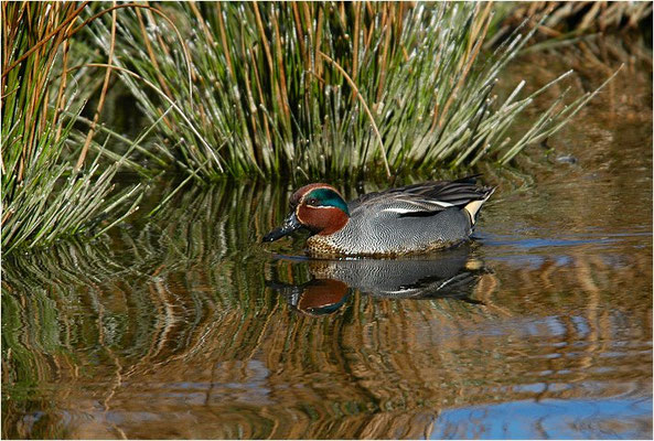 KRICKENTE, TEAL, ANAS CRECCA
