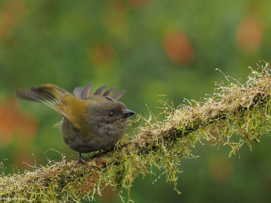 GRAUBRUST-BUSCHTANGARE, DUSKY BUSH TANAGER - CHLOROSPINGUS SEMIFUSCUS