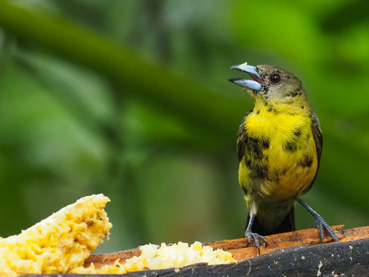 ZITRONENTANGARE, LEMON-RUMPED TANAGER - RAMPHOCELUS ICTERONOTUS