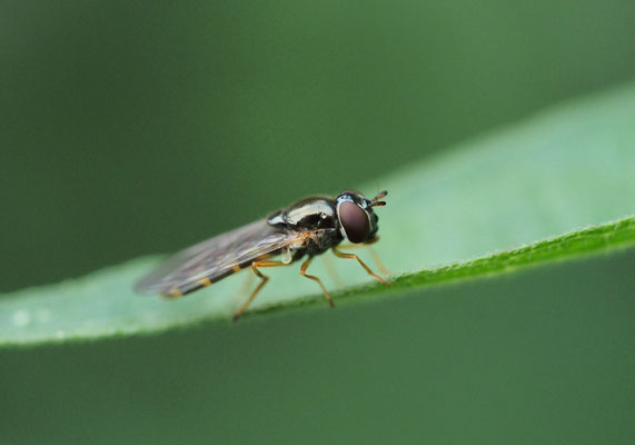GLÄNZENDE SCHWARZKOPFSCHWEBFLIEGE, MELANOSTOMA MELLINUM