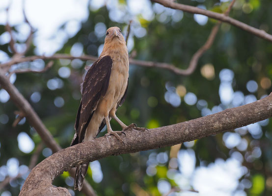 GELBKOPFKARAKARA, YELLOW-HEADED CARACARA, MILVAGO CHIMACHIMA