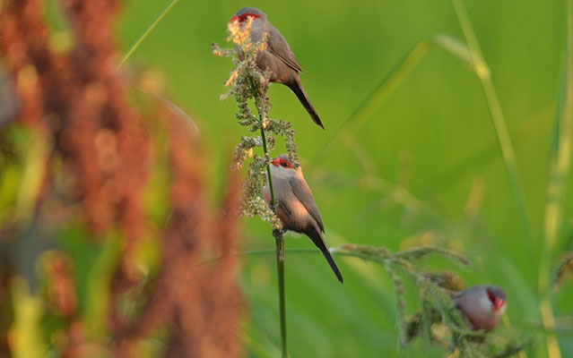 WELLENASTRILD, COMMON WAXBILL, ESTRILDA ASTRILD