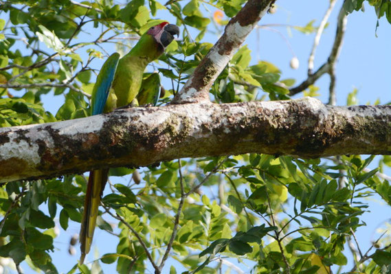 GROSSER SOLDATENARA, GREAT GREEN MACAW, ARA AMBIGUUS