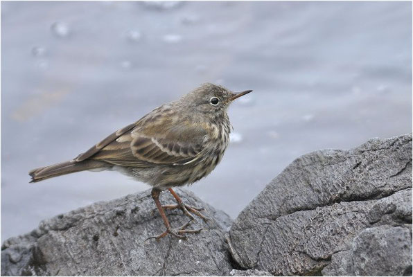 STRANDPIEPER, ROCK PIPIT,  ANTHUS PETROSUS