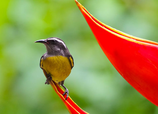 ZUCKERVOGEL, BANANAQUIT, COEREBA FLAVEOLA