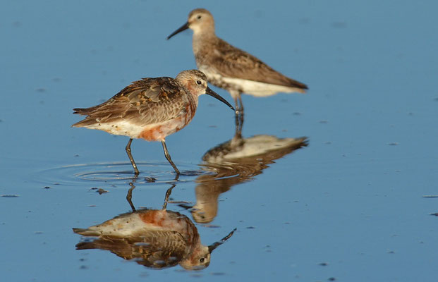 SICHELSTRANDLÄUFER, CURLEW SANDPIPER, CALIDRIS FERRUGINEA