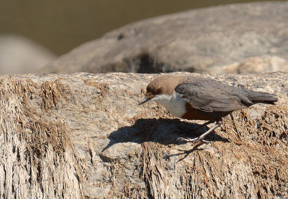 WASSERAMSEL, DIPPER, CINCLUS CINCLUS