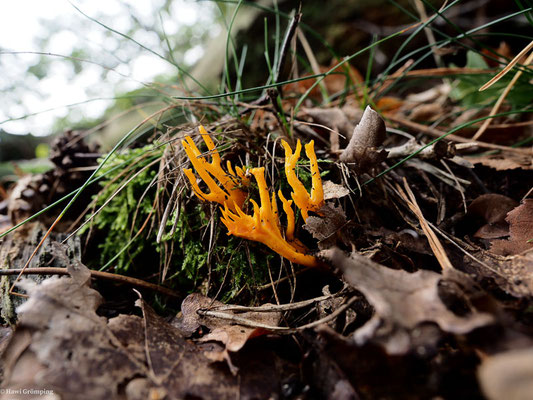 Klebriger Hörnling - Calocera viscosa