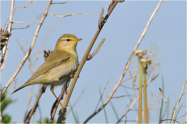 FITIS,  WILLOW WARBLER, PHYLLOSCOPUS TROCHILUS