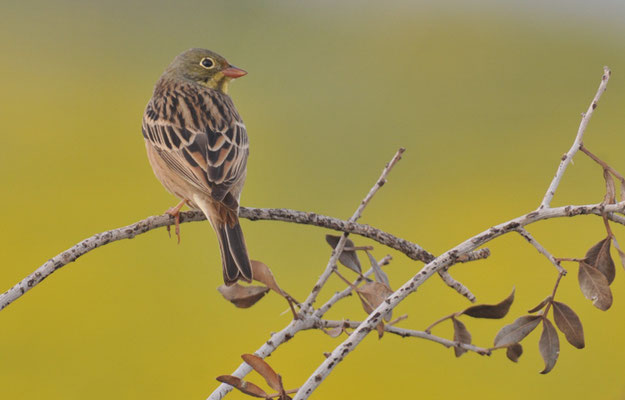 ORTOLAN, ORTOLAN BUNTING, EMBERIZA HORTULANA