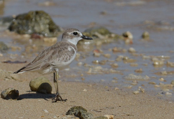 WÜSTENREGENPFEIFER, GREATER SAND PLOVER, CHARADRIUS LESCHENAULTII