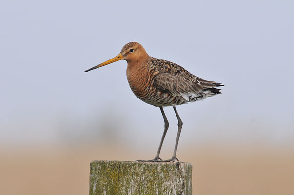 UFERSCHNEPFE, BLACK-TAILED GODWIT, LIMOSA LIMOSA