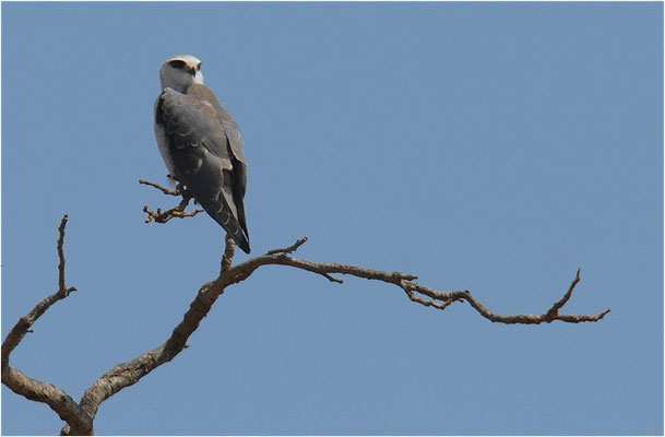 GLEITAAR, BLACK-SHOLDERED KITE, ELANUS CAERULEUS