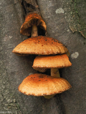Schleimiger Schüppling - Pholiota adiposa