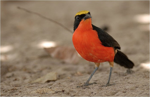 GOLDSCHEITELWÜRGER, YELLOW-CROWNED GONOLEK, LANIARIUS BARBATUS